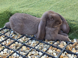 French lops