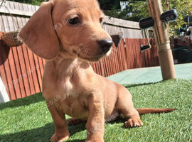 Dachshund babies