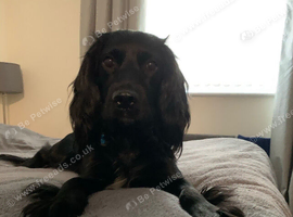 Approx 7year old spaniel
