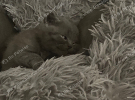 cute little British shorthair kittens