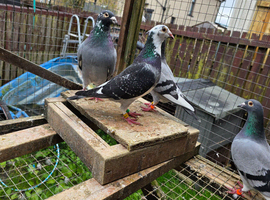 Racing pigeons for sale