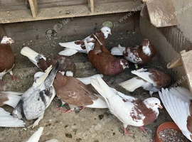 Rollers red pied  - all ages up to 3yr &pound;5 each
