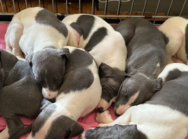 Whippet x Italian greyhound puppies !!