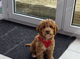 Cockapoo puppy F2