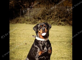 Rottweilers puppy&rsquo;s