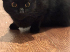 Amara 1 and a half years old female