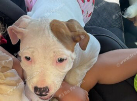 10 weeks old American bulldog girl