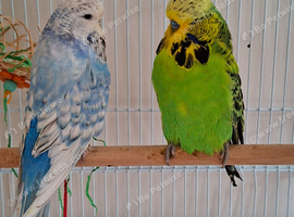 Silly tame beautiful cockatiels plus proven pair of beautiful show budgies