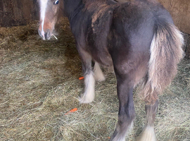 Beautiful yearling mini cob colt