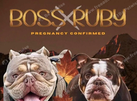 Top tier British bulldogs