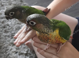 Hand Reared Baby Conure Parrots