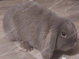 Blue lilac mini lop 4 months old & cage if wanted with it