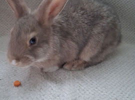 11 week old bunnies seeking loving homes