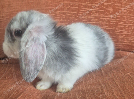 Mini lop doe