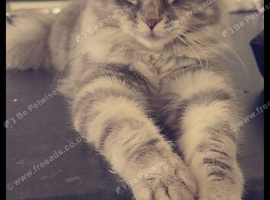 Maine coon cross refining due to move