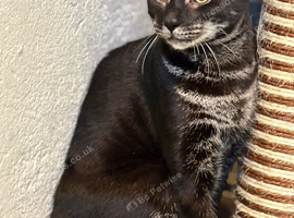 2 beautiful charcoal bengals