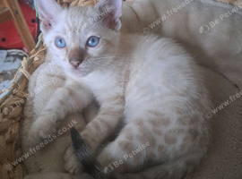 Snow mink bengal kitten