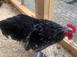 Chickens