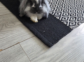 Rabbit mini lop