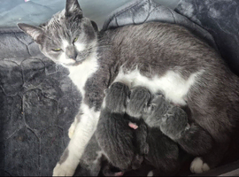 For beautiful grey and grey and white kittens