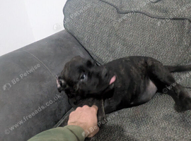 Cane corso puppies 4 females