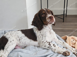 Beautiful springer spaniel