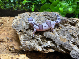 Tug Snow Leopard Gecko at Birmingham Reptiles
