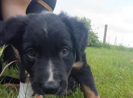 Kelpie cross
