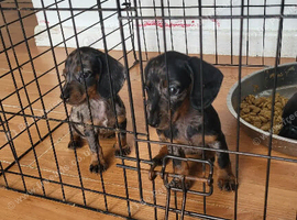 Dachshund puppies for sale!