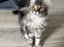Maine coon, 5 months old