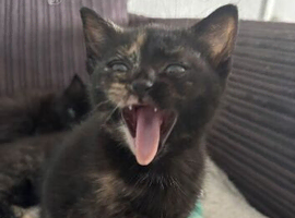 9 week kitten