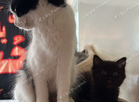 Kitten for adopt