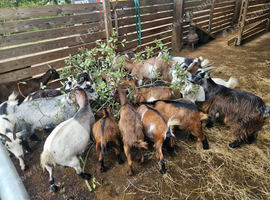 Pygmy goats
