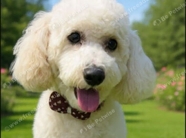 Male dog