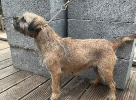 Border terrier puppy SLEM CLEAR