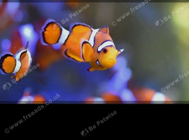 Clownfish