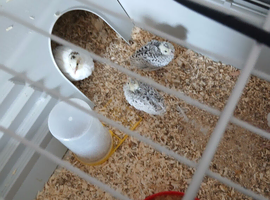 Snowflakes bobwhites quails