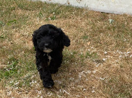 Cockapoo boy pup