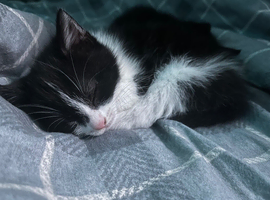 black and white kitten
