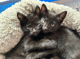 3 black boys, half ragdoll, ready now
