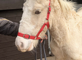 Handsome Palamino Gelding