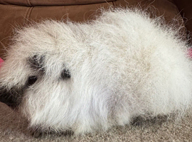 Swiss Californian guinea pig 5 mths