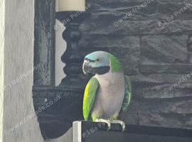 Gorgeous Derbyan Parrot