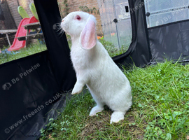 Lop ear baby
