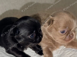 STUNNING SMALL LONG COAT RUSSIAN CHIHUAHUAS