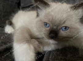 Beautiful full blue point ragdoll