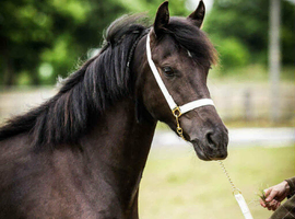 Stunning Section C Mare