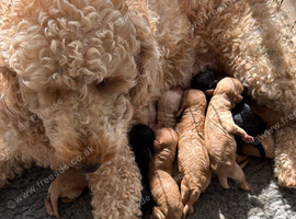 Cockapoo Puppies