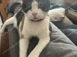 Luna - 10years old