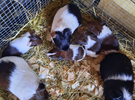 4 baby Guinea pigs